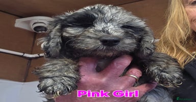 Cockapoo dogs - Advert 10