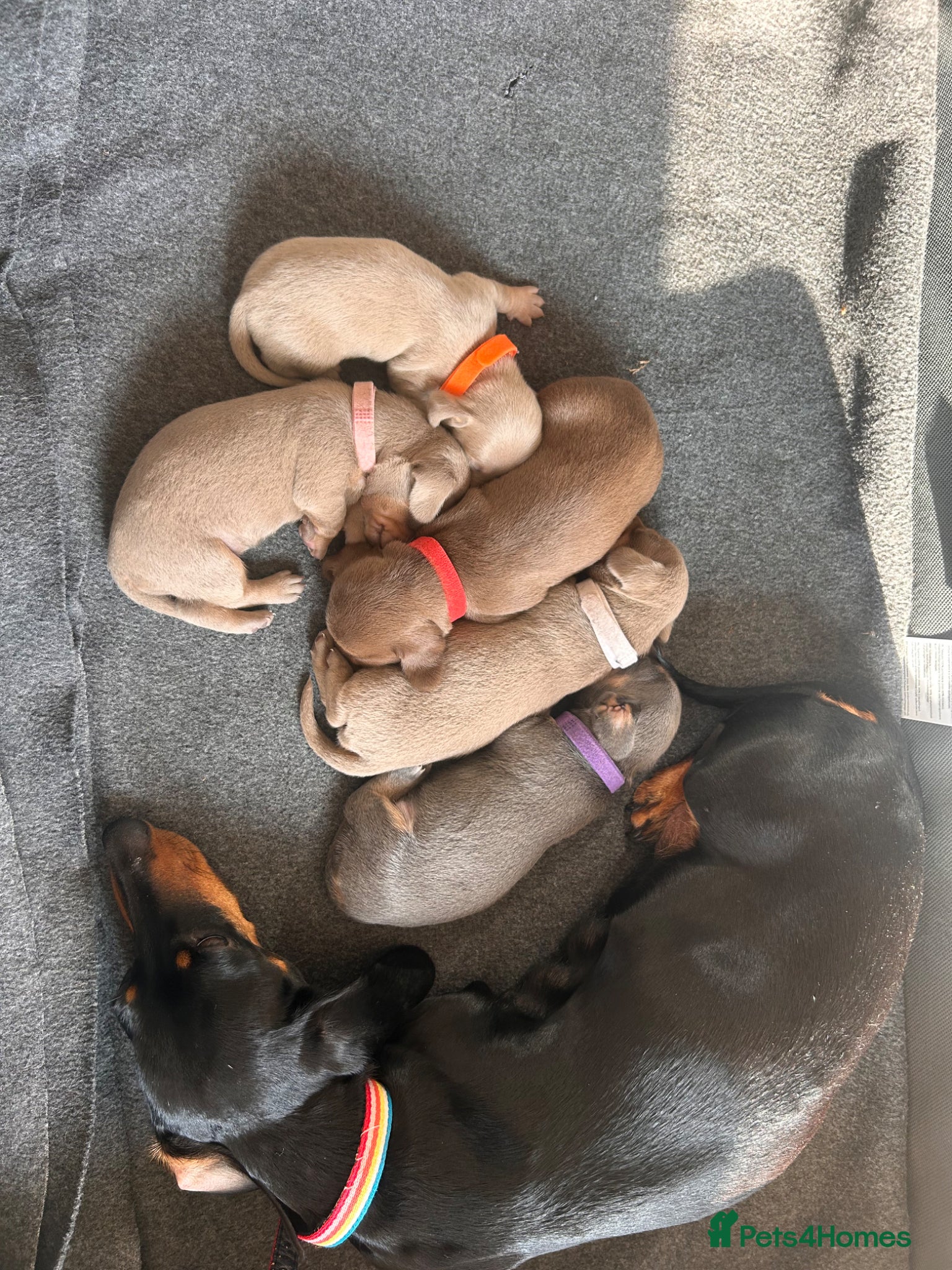 Miniature Dachshund dogs MINITURE DACHSHUND PUPPIES | DEVON - Advert 1