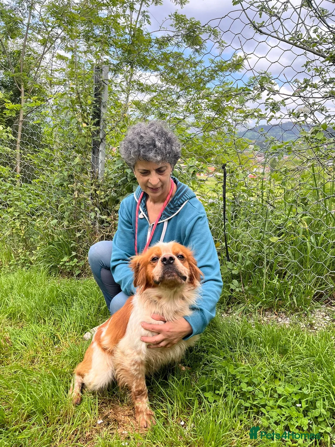 Brittany Spaniel dogs for adoption: Ron, beautiful young Brittany - Advert 2