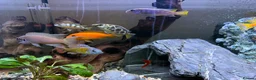Cichlids fish for sale: 10 x Cichlids for sale  - Advert 2