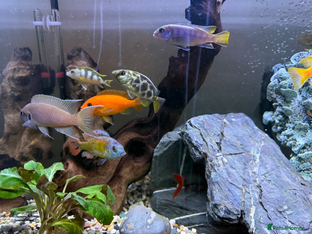 Cichlids fish for sale: 10 x Cichlids for sale  - Advert 2