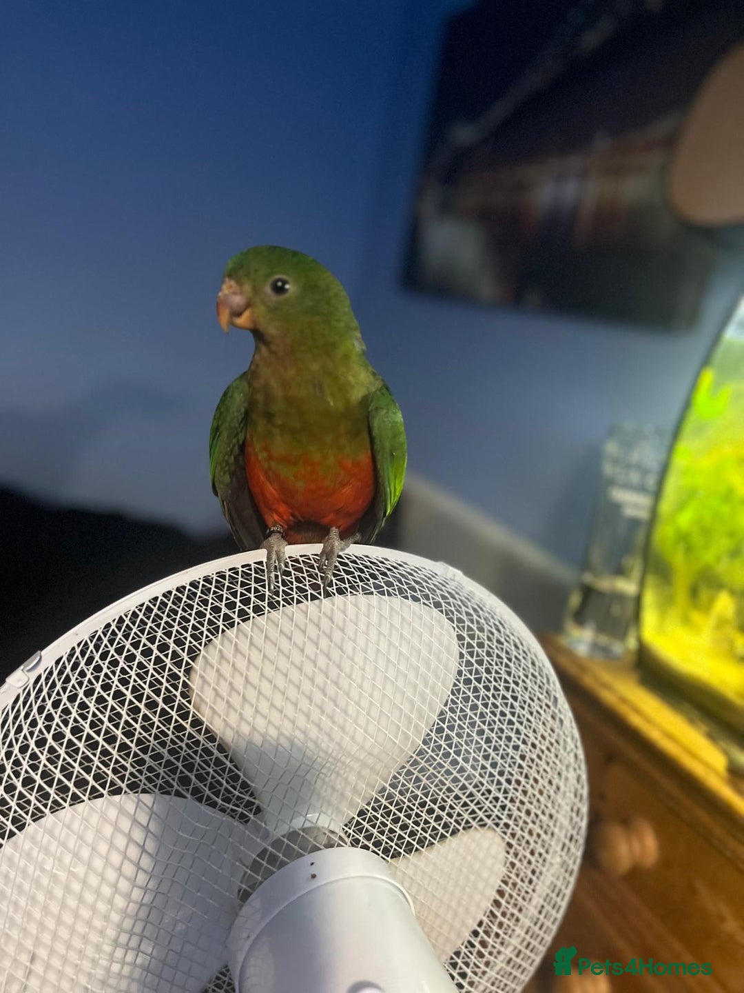 Parakeets birds for sale: Australian King Parrakeet - Advert 2