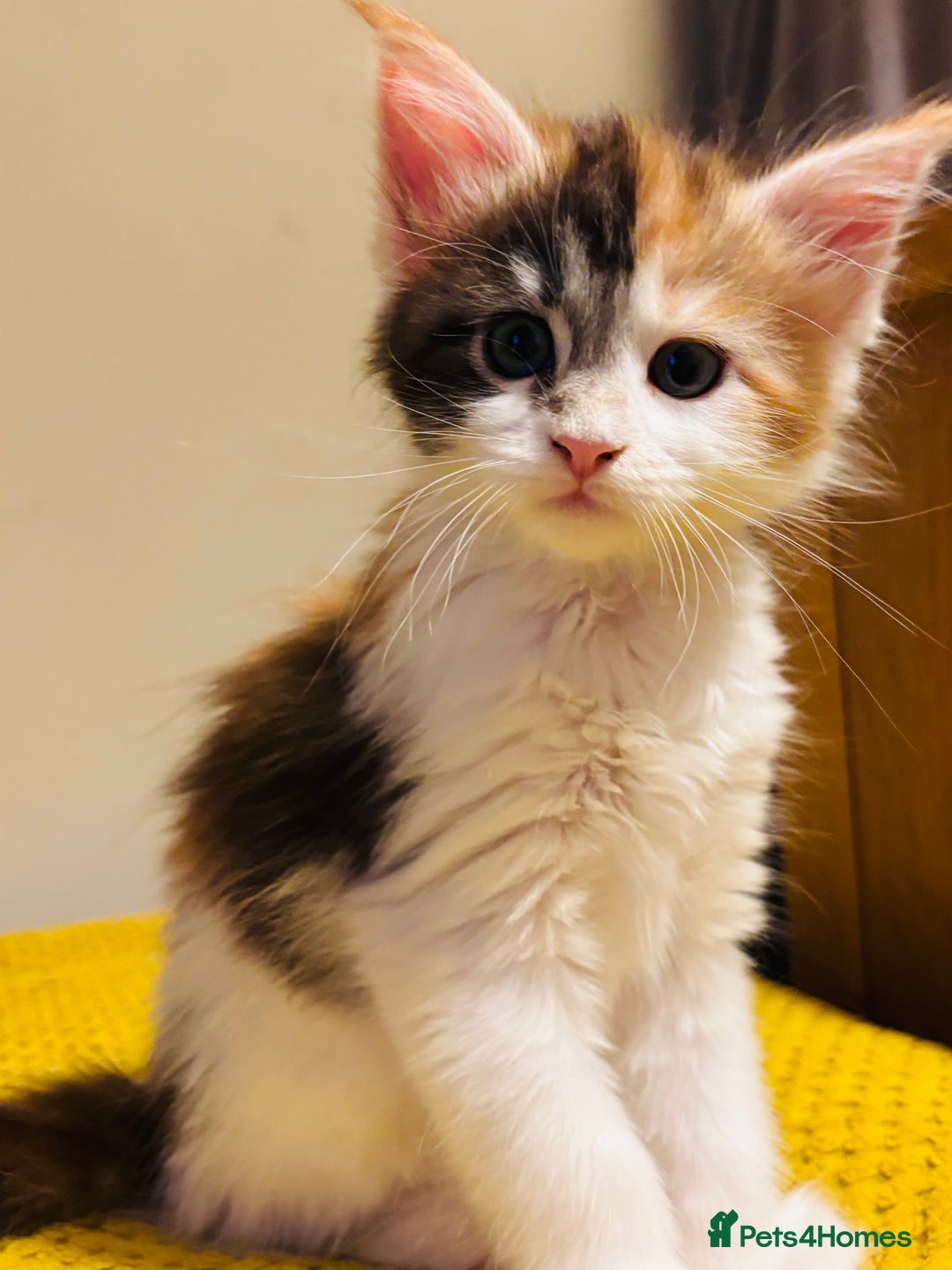 Maine Coon cats for sale: Beautiful Maine coon kittens  - Advert 7