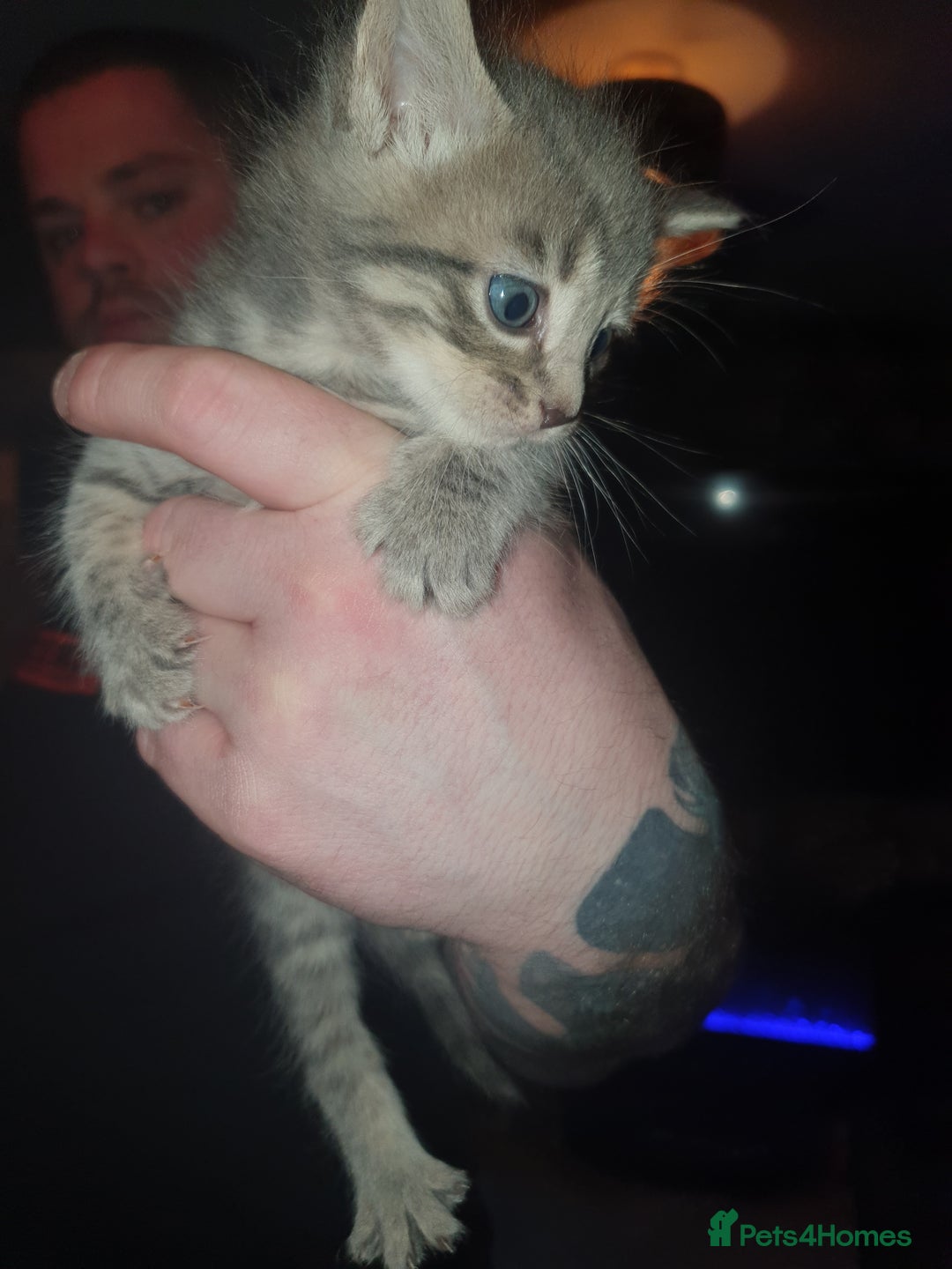 British Shorthair cats for sale: Beautiful kittens for sale  - Advert 6