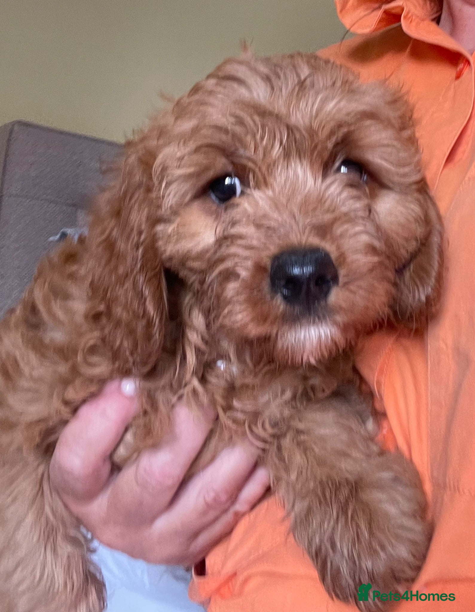 Cavapoo dogs ADORABLE CAVAPOO PUPPIES  - Advert 12