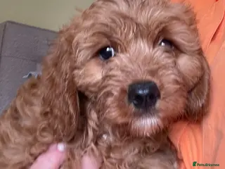 Cavapoo dogs ADORABLE CAVAPOO PUPPIES - Advert 12