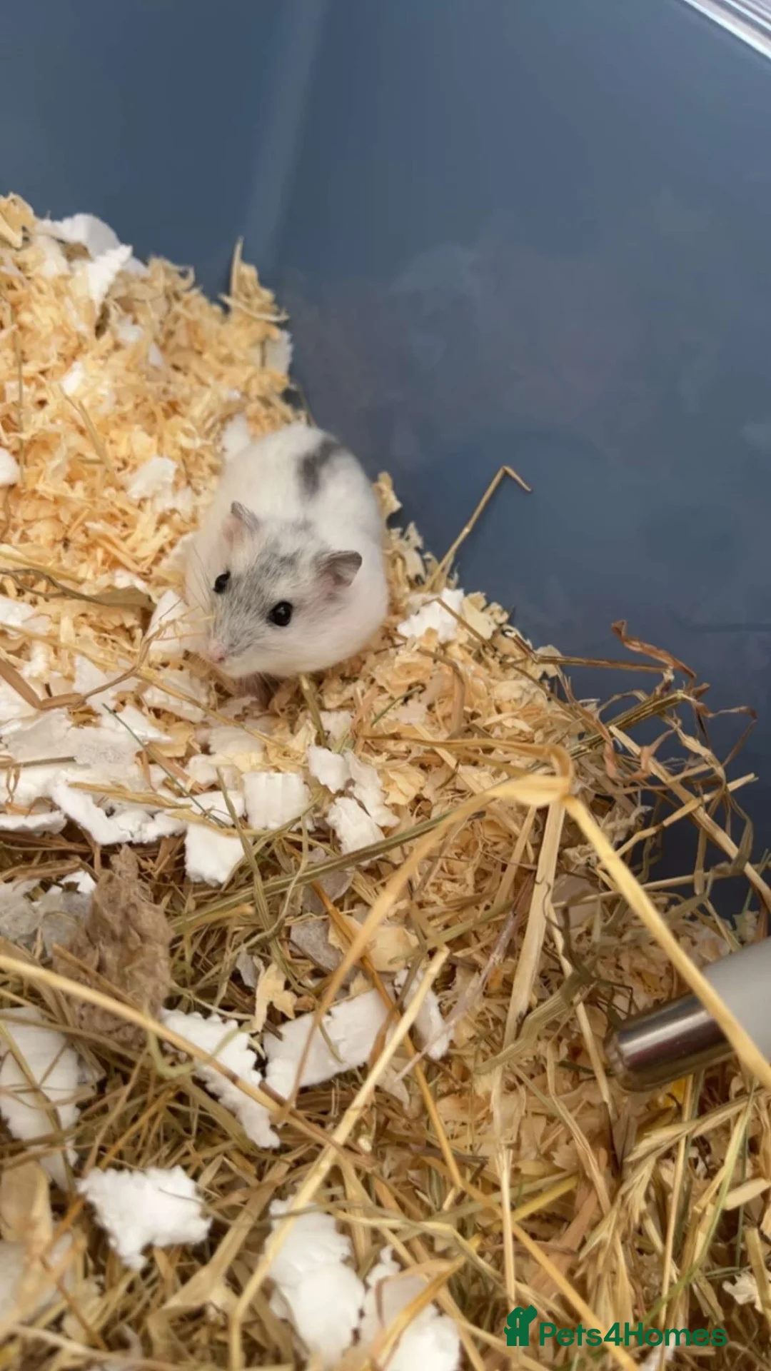 Hamster rodents for sale: Russian Dwarf Hamster -Snowball  in Stockport - Advert 3