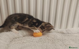 Mixed Breed cats for sale: Lovely kittens ready to reserve. - Image 13