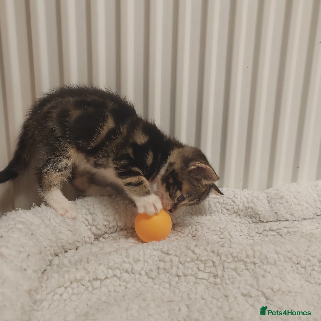 Mixed Breed cats for sale: Lovely kittens ready to reserve. - Image 13