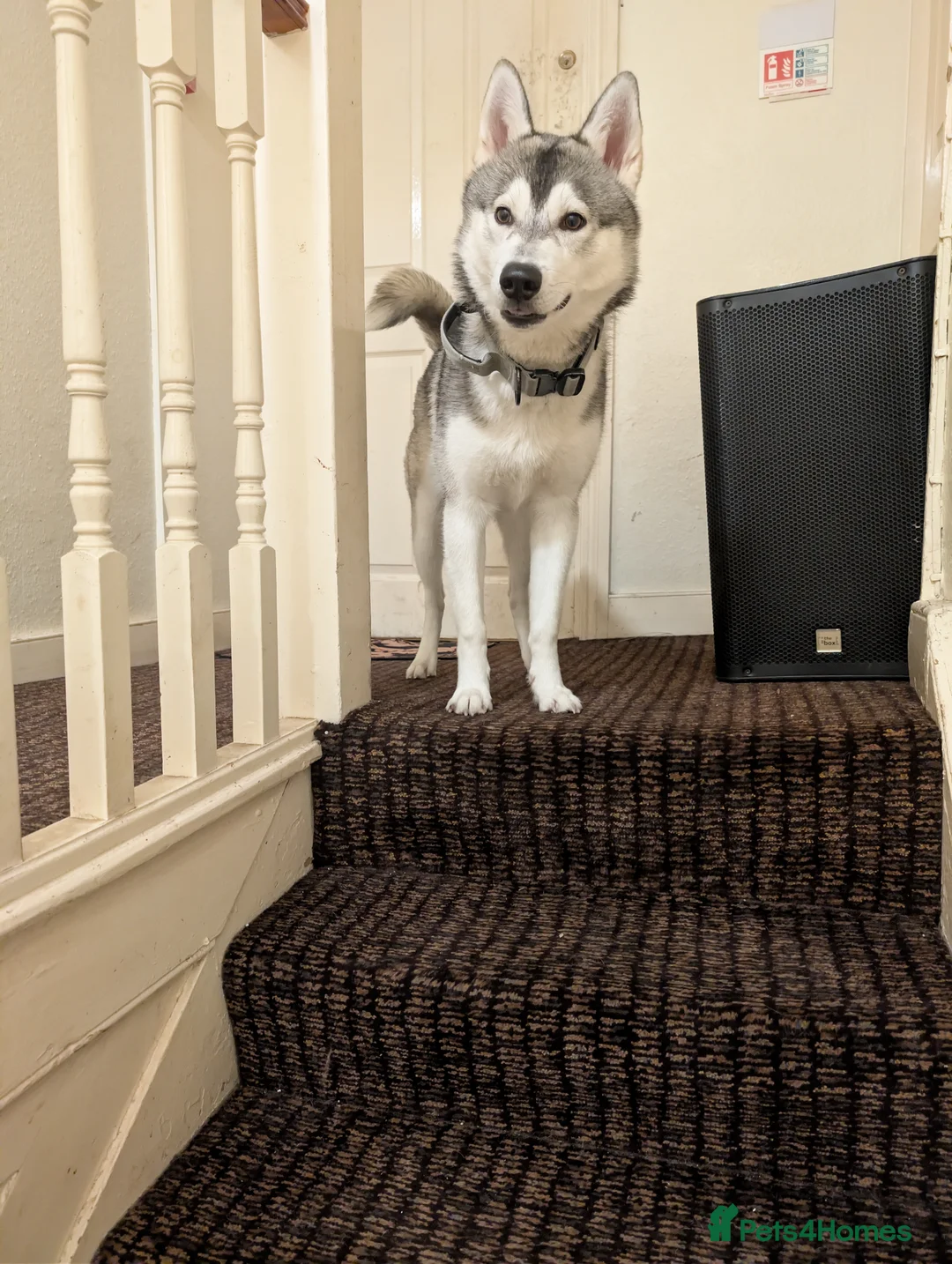 Utonagan dogs for sale: Husky for Sale.  - Advert 8