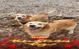 Golden Retriever dogs for sale: Golden retriever puppies - Image 12