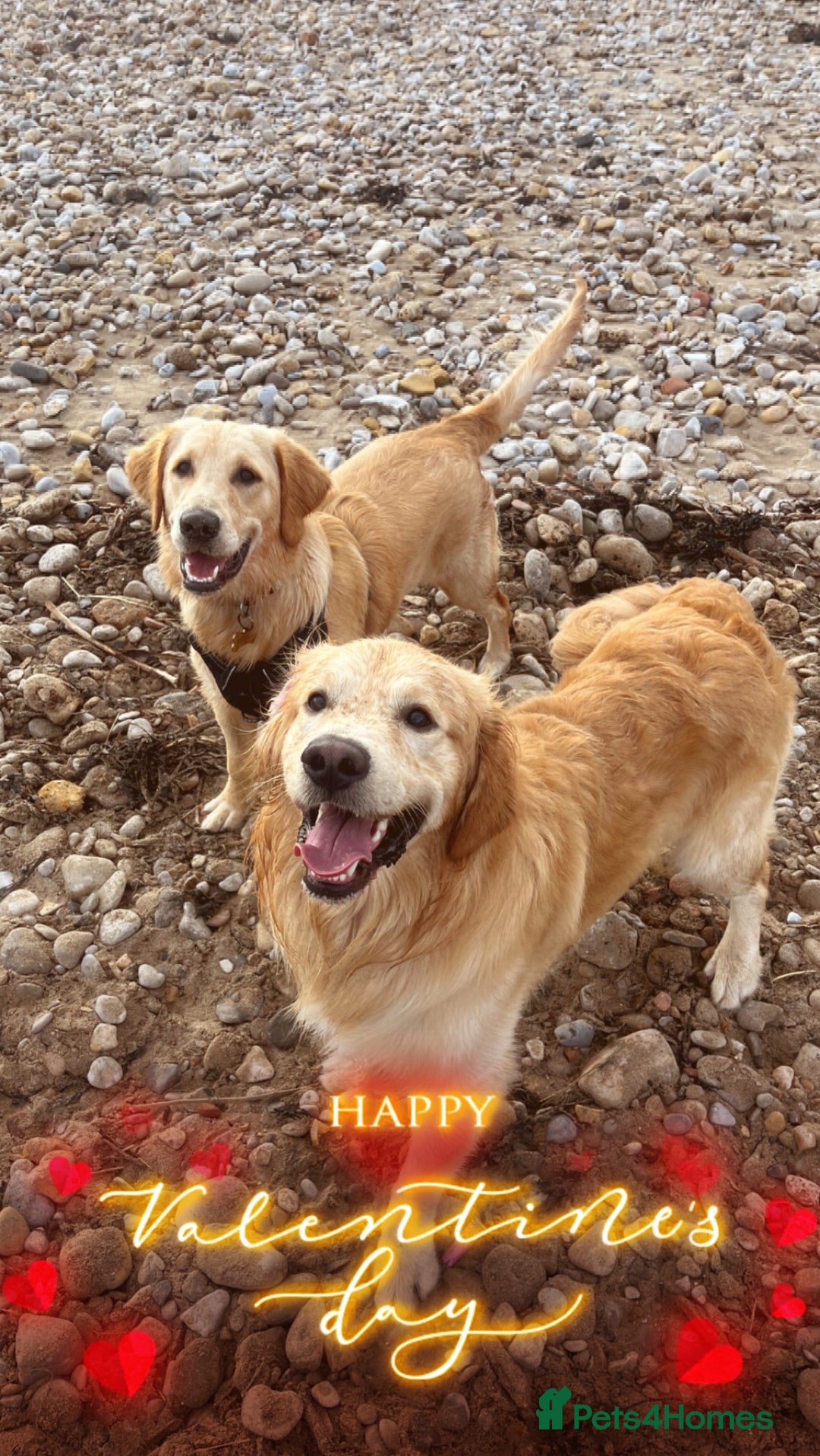 Golden Retriever dogs for sale: Golden retriever puppies - Image 12
