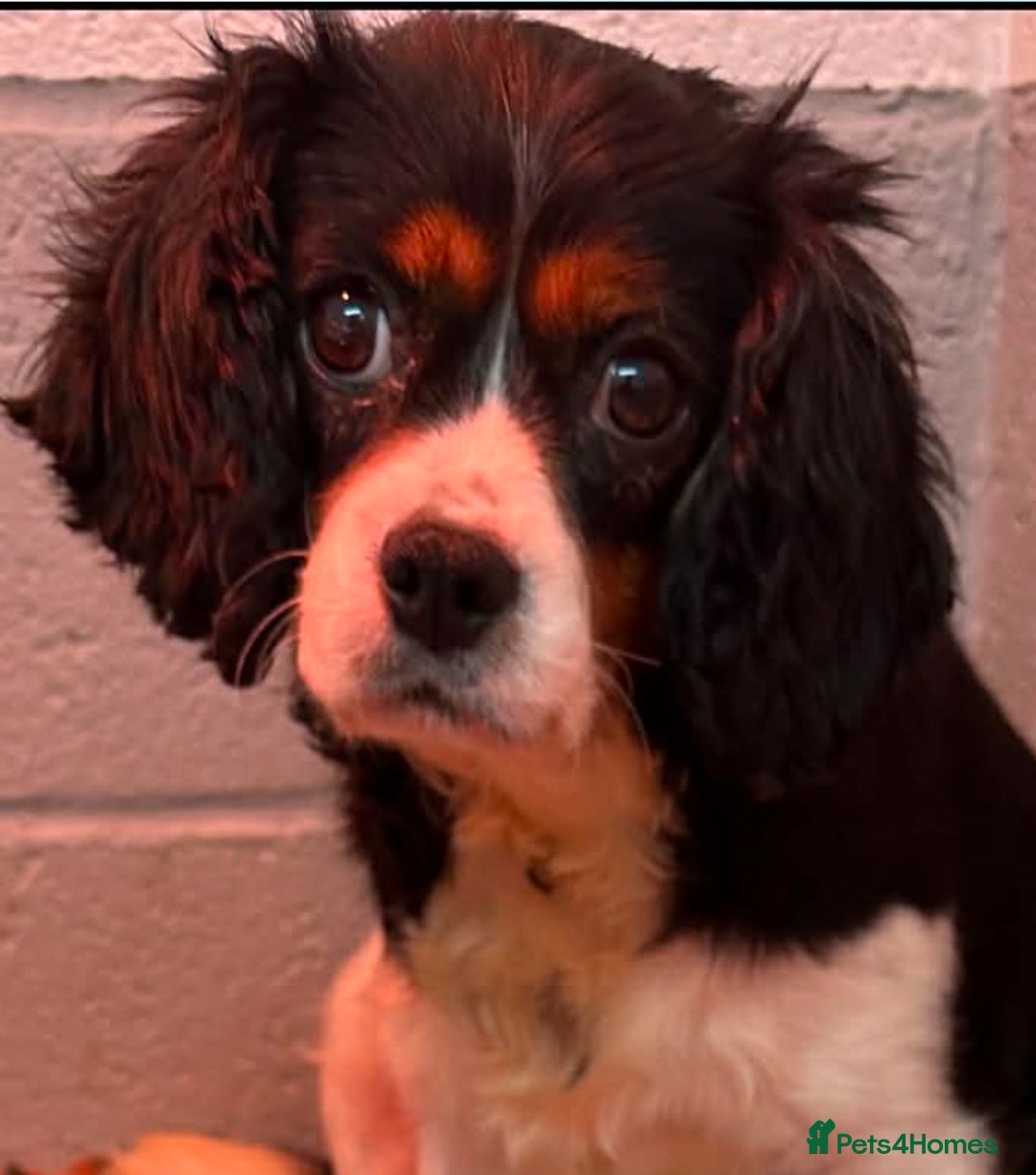 Cavachon dogs for sale: Stunning DNA Clear Cavachon pups - Advert 2