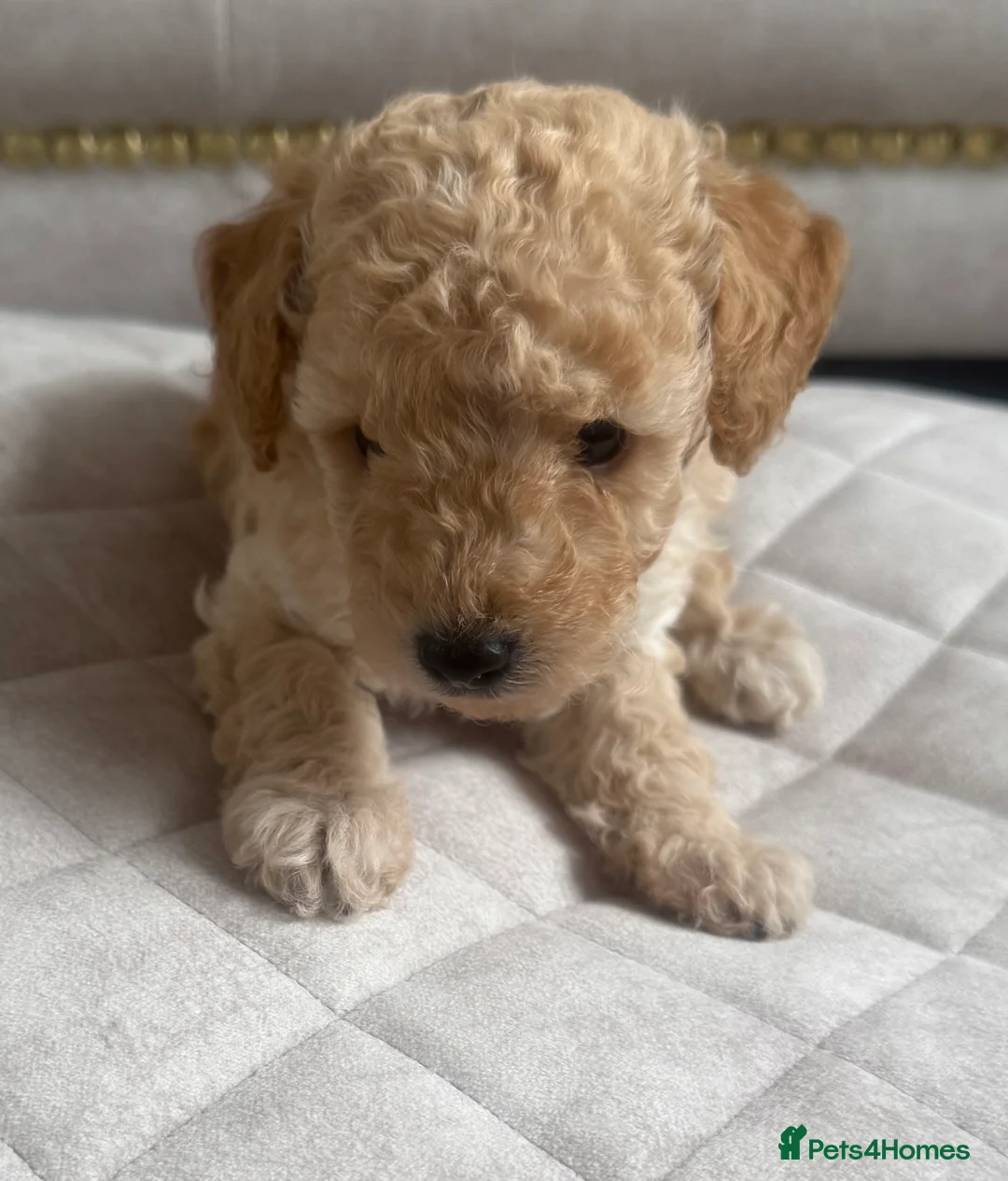Toy Poodle dogs for sale: Beautiful Toy poodle puppies  - Advert 1