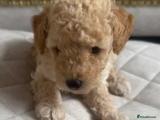 Toy Poodle dogs Beautiful Toy poodle puppies - Advert 3