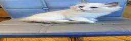 Ragdoll cats for sale: Pure Ragdoll kittens Registered and DNA tested  - Advert 20