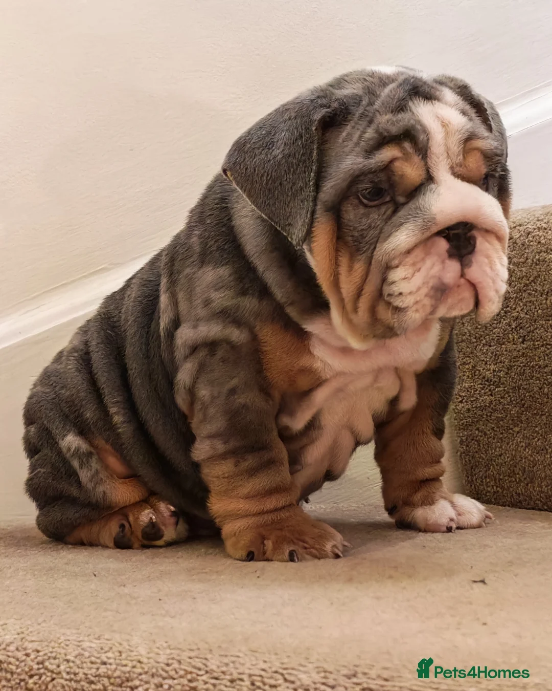 English Bulldog dogs for sale: English bulldog  - Advert 5