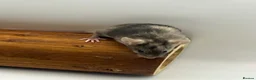 Mouse rodents for sale: Female fancy mice - ready for new homes - Advert 14