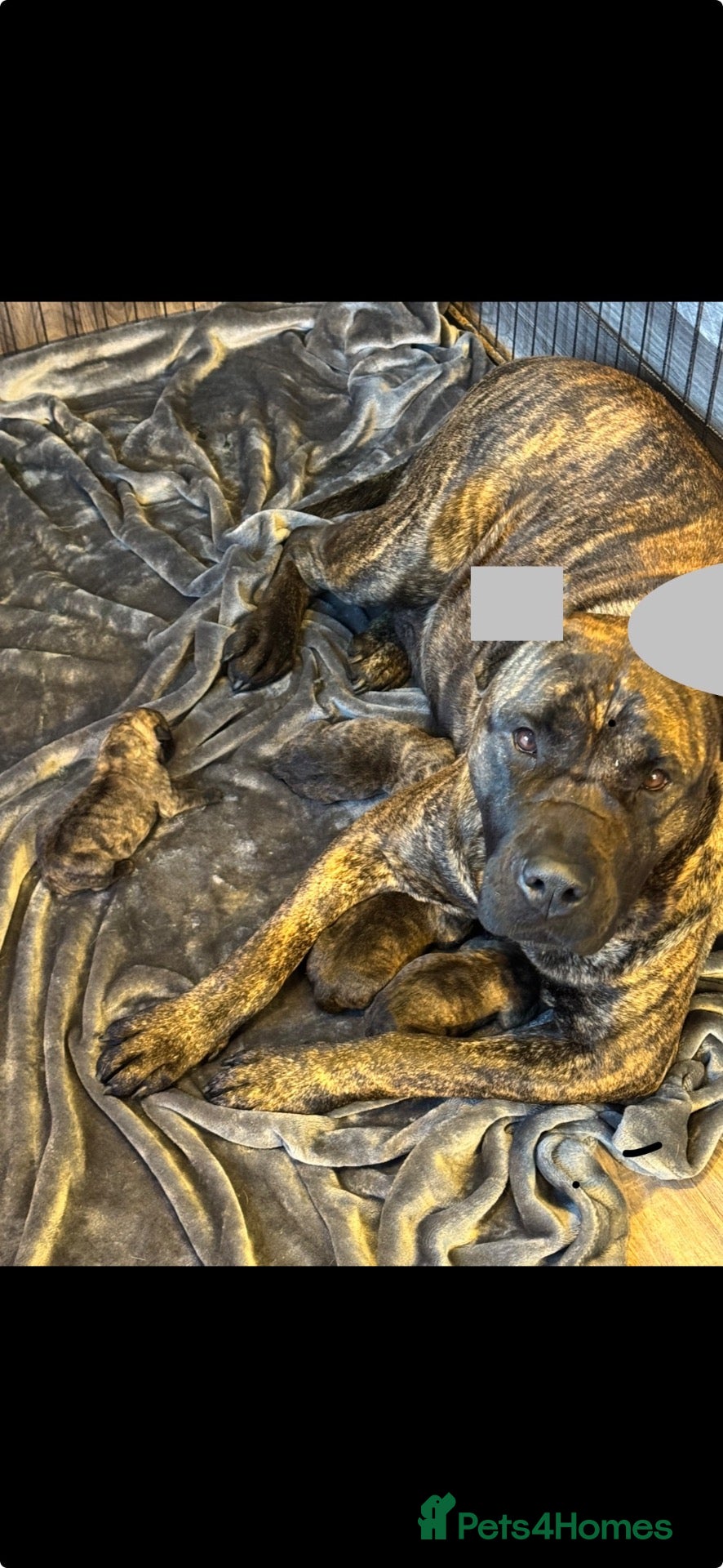 Presa Canario dogs for sale: Presa Canario puppies  - Advert 1