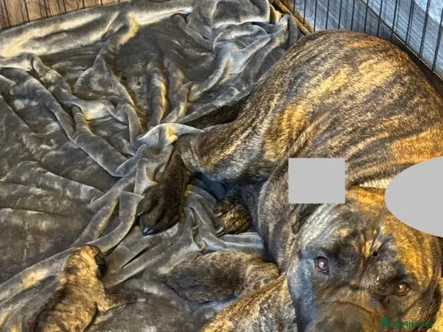 Presa Canario dogs for sale: Presa Canario puppies - Advert 1