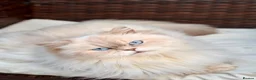 British Longhair cats for sale: Pedigree British longhair golden chocolate lilac - Advert 19