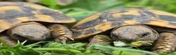 Hermann Tortoise reptiles for sale: Hermanns tortoises. 1 year old with article 10 - Advert 4