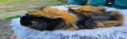 Guinea Pig rodents for sale: 2 x Bonded Girl Guinea Pigs - Advert 3