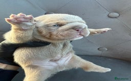 English Bulldog dogs for sale: KC Quality English Bulldogs  - Image 20
