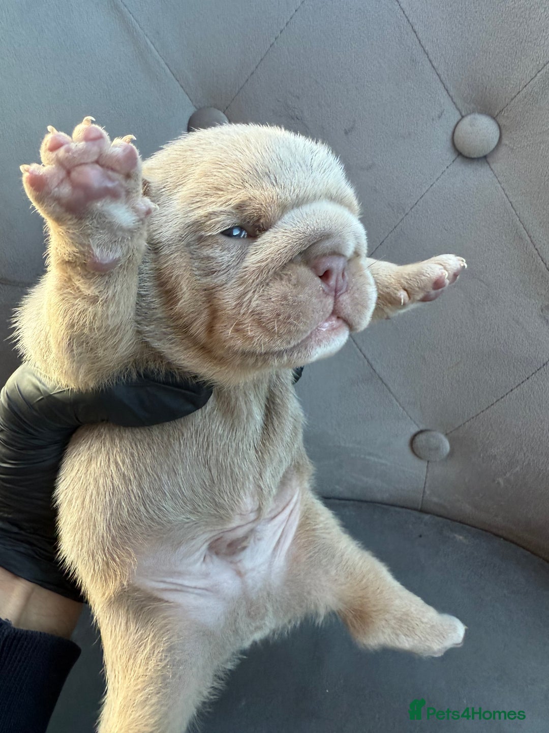 English Bulldog dogs for sale: KC Quality English Bulldogs  - Image 20