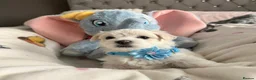 Maltese dogs for sale: GORGEOUS KOREAN MALTESE PUPPIES - Advert 7