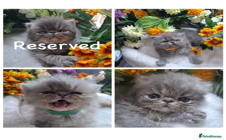 Persian cats - Advert 1