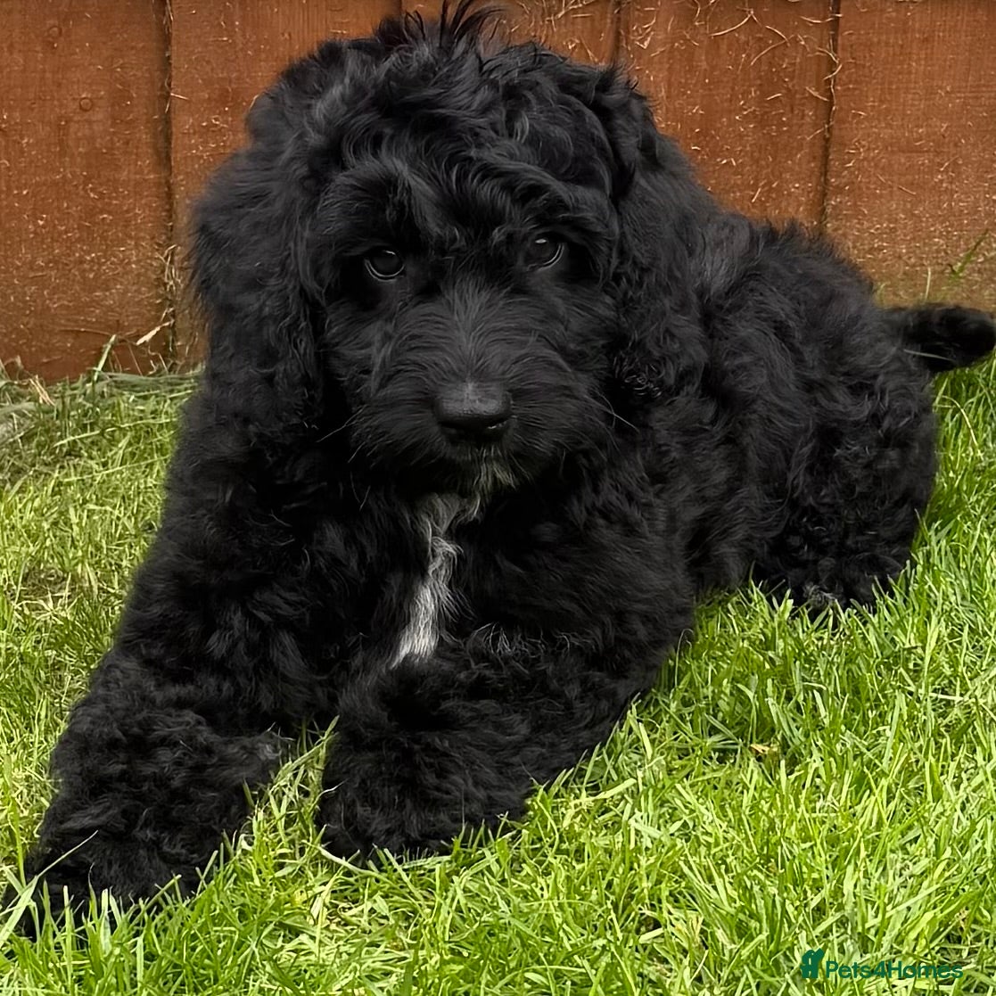 Australian Labradoodle dogs a boy ready for a loving family - Advert 1