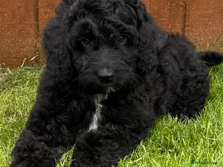 Australian Labradoodle dogs a boy ready for a loving family - Advert 1