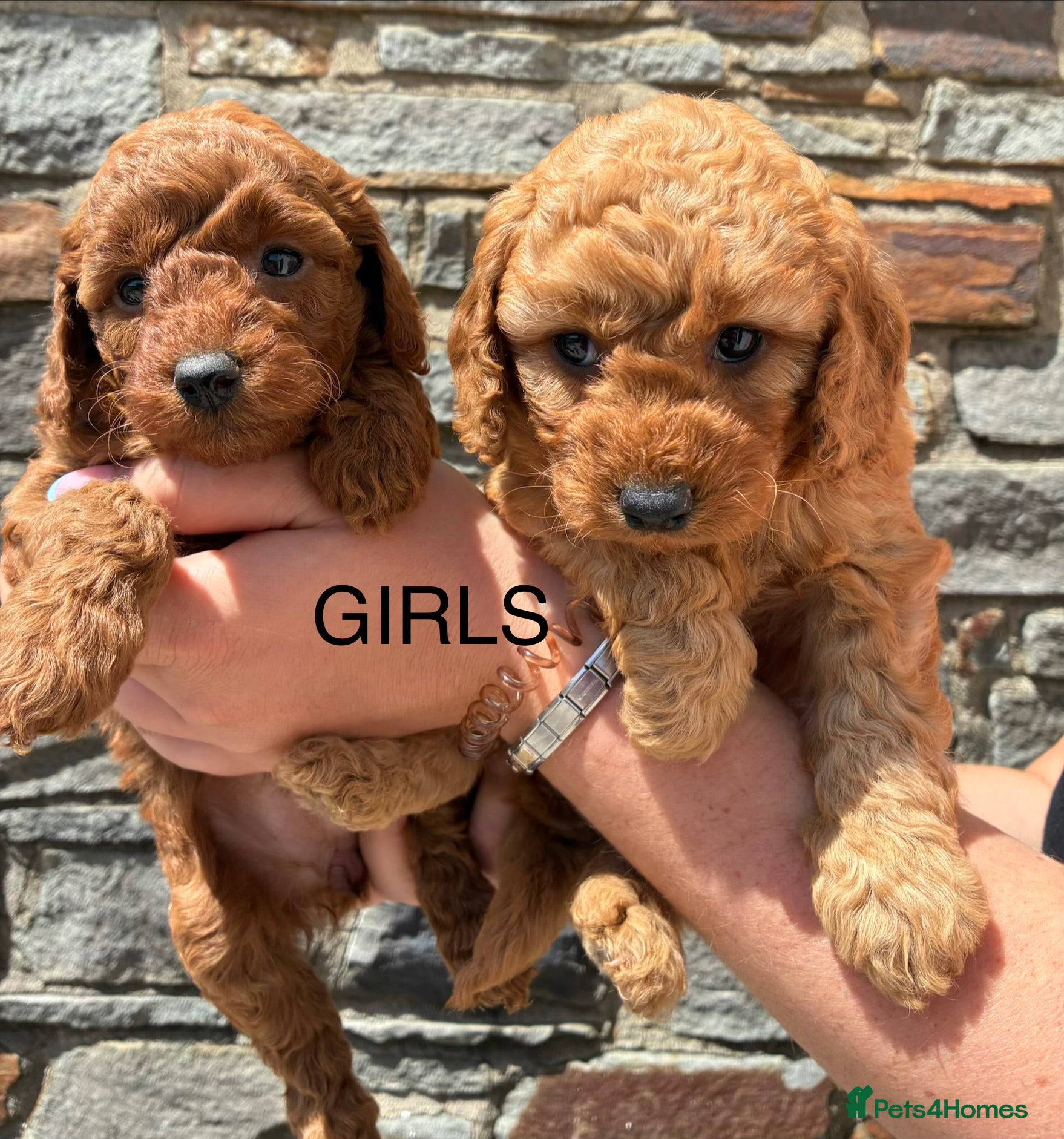 Cockapoo dogs F1b Cockapoo Puppies Available  - Advert 1