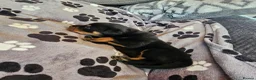 Rottweiler dogs for sale: KC Registered Rottweiler Puppies - Advert 39