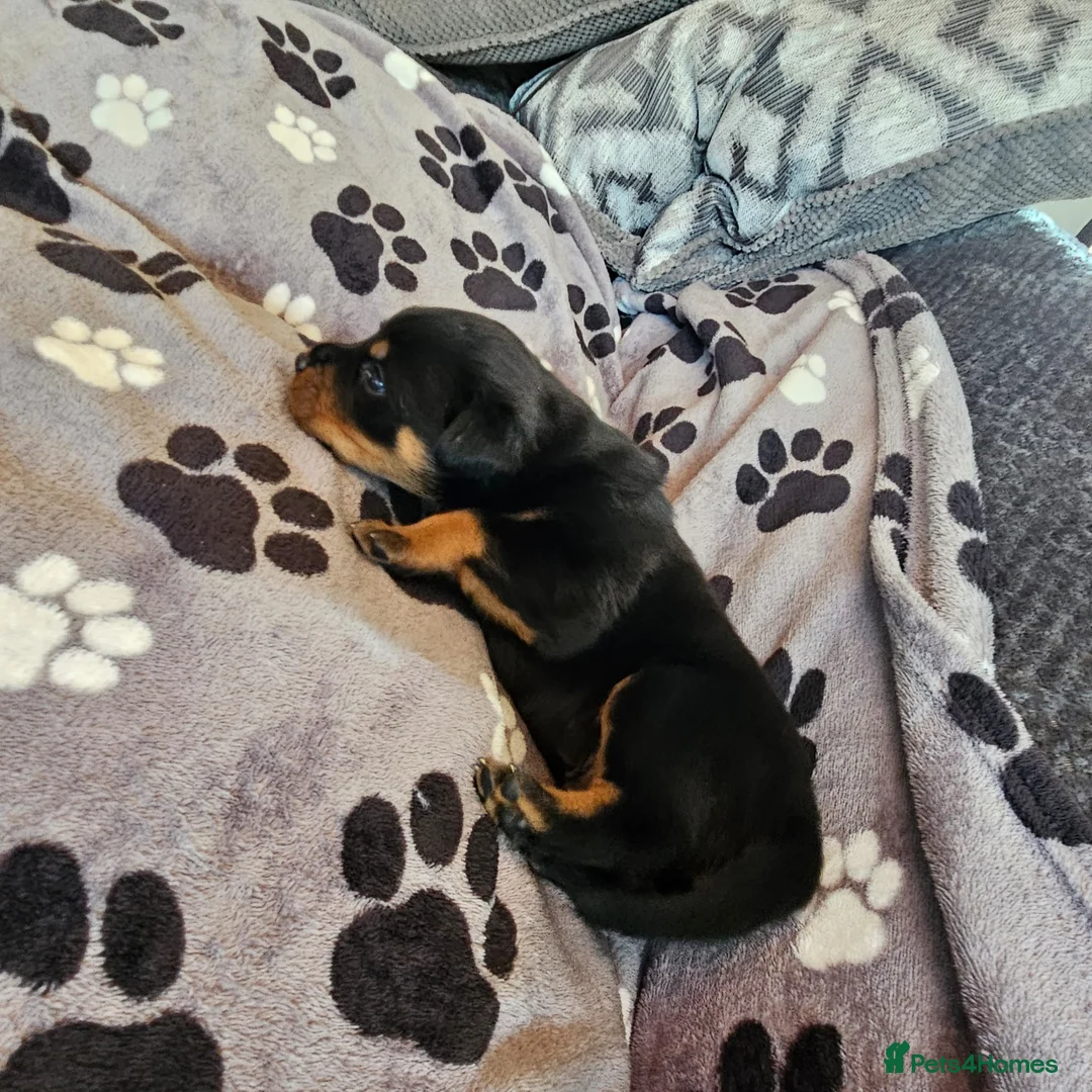 Rottweiler dogs for sale: KC Registered Rottweiler Puppies - Advert 38