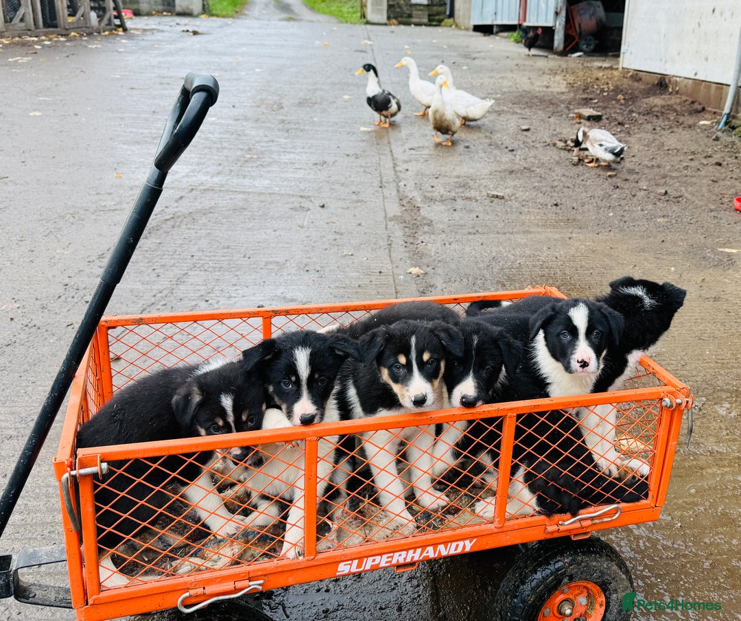Border Collie dogs for sale: Gorgeous border collie puppies  - Image 1