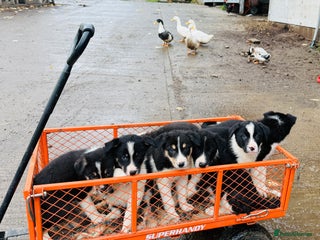 Border Collie dogs - Advert 1