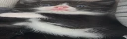 Mixed Breed cats for sale: Beautiful kittens  - Advert 3