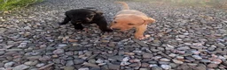 Labrador Retriever dogs for sale: Labrador puppies looking for their new home - Advert 8