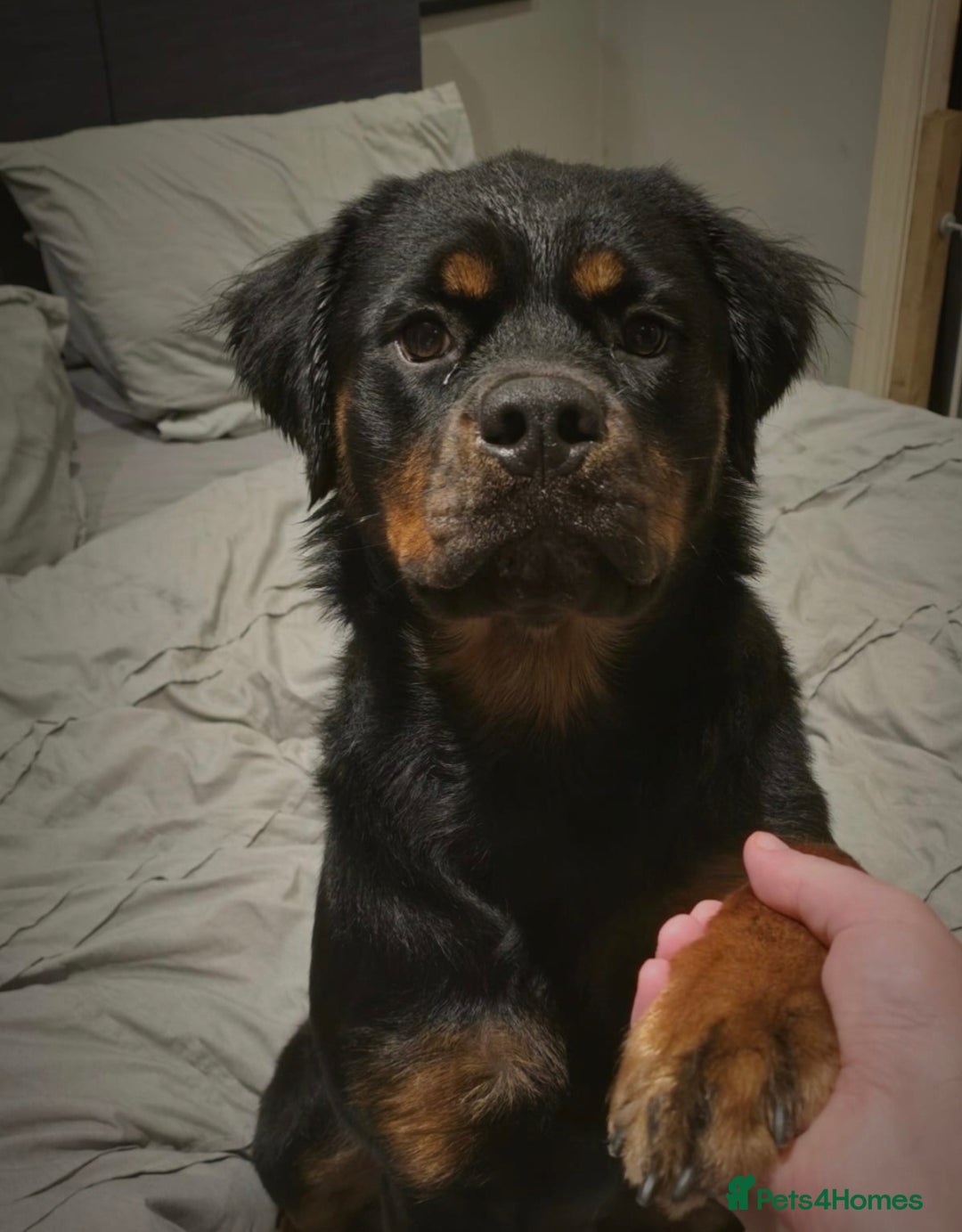 Rottweiler dogs for sale: 🐾 Pure Bred Rottweiler Puppies 🐾 - Image 26