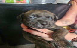 Mixed Breed dogs for sale: Rottweiler x staffy - Image 5