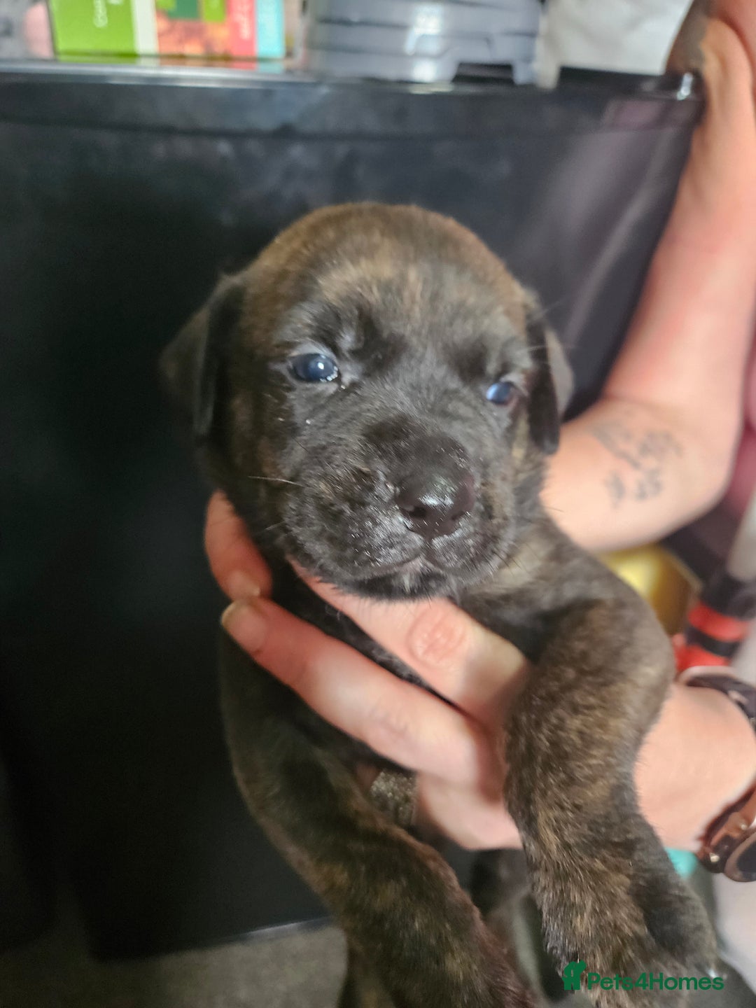 Mixed Breed dogs for sale: Rottweiler x staffy - Image 5