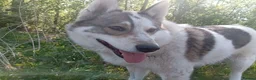 Mixed Breed dogs for adoption: ❤️🐶 APRIL – ONE IN A MILLION in Burton-on-Trent - Advert 18