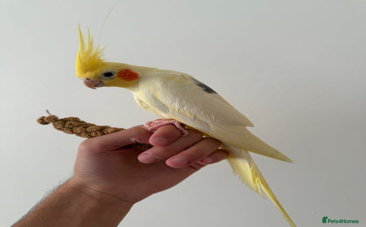 Cockatiels birds - Advert 32