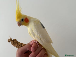 Cockatiels birds - Advert 31