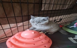 British Shorthair cats for sale: 3 Left Blue BSH Kittens Healthy GCCF Pedigree  - Image 21