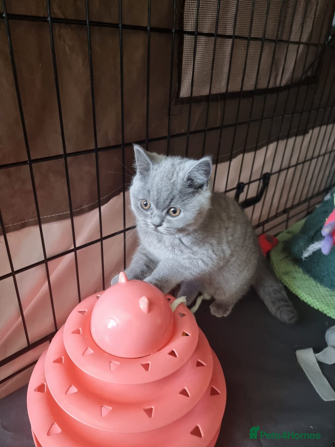 British Shorthair cats for sale: 3 Left Blue BSH Kittens Healthy GCCF Pedigree  - Image 21