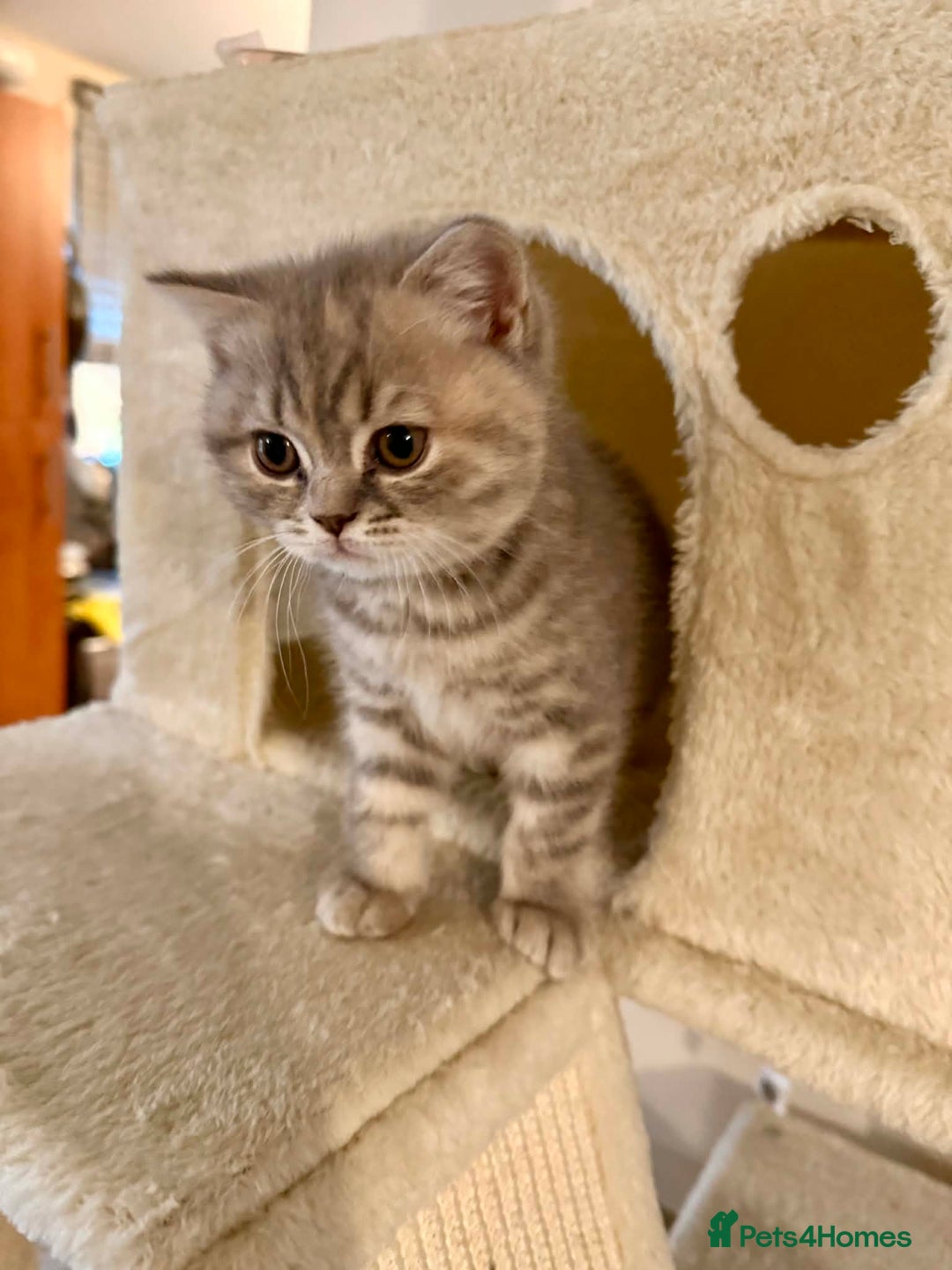 British Shorthair cats for sale: British Shorthair Kittens - Advert 9