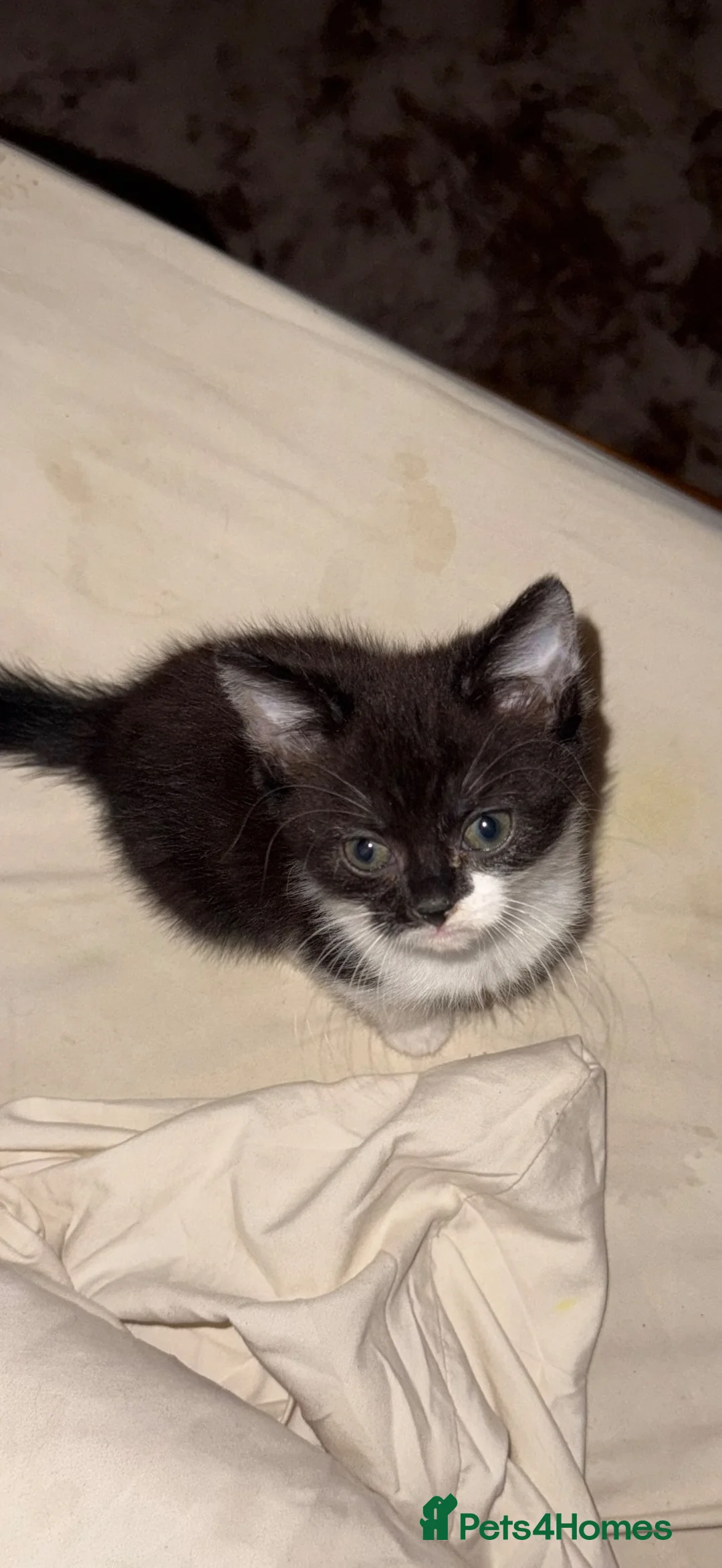 British Shorthair cats for sale: Beautiful little girl, needs loving home.  - Advert 9